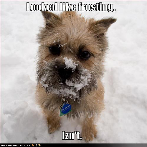 funny-dog-pictures-snow-not-frosting.jpg