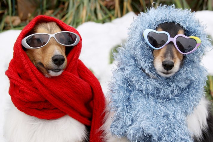 unleashed-dog-winter-scarf